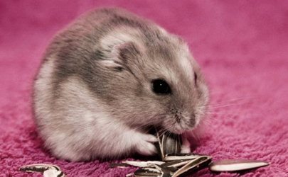 Will a hamster eat its own chi