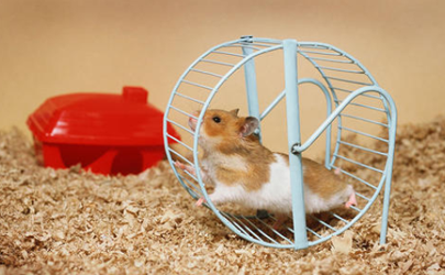 How to tell if a hamster is pr