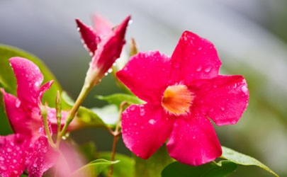 What causes the leaves of Piao