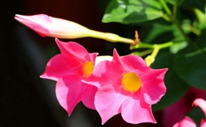 Can the fragrant vine be grown