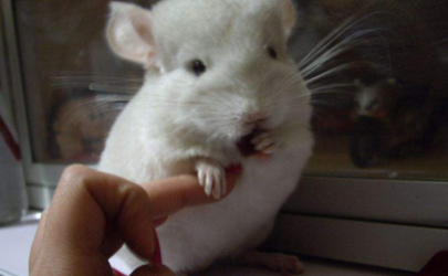 How do chinchillas survive the