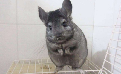 Why does chinchilla not use wa