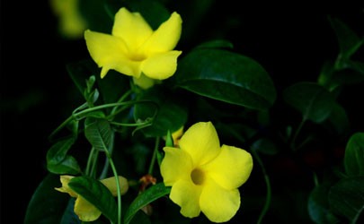 Does the fragrant vine need to