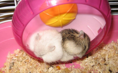 Can hamsters bite people? Why 