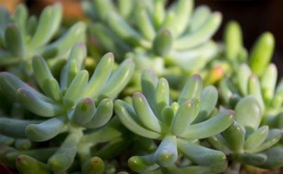 Is cornstone a rainbow jade? W