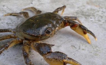 How many hours can a crab surv