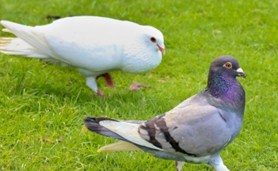 Can domestic pigeons transmit 