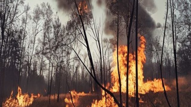 Emerging Perspectives on the Cottonwood Fire Incident