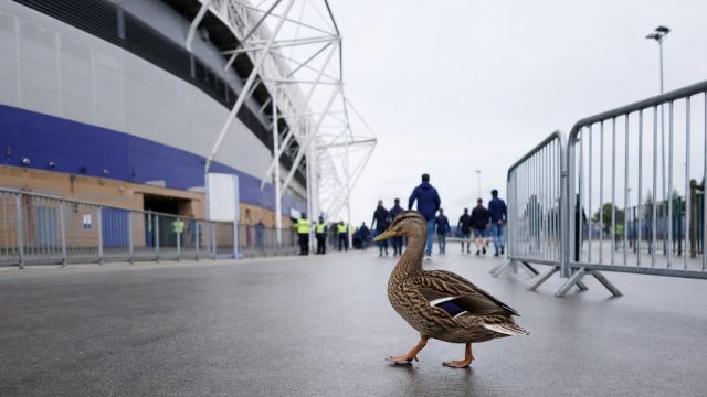 Why Merlín the Duck's Stadium 